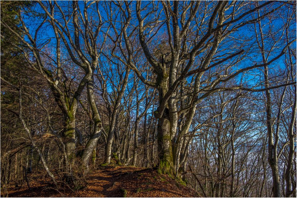 Der besondere Wald