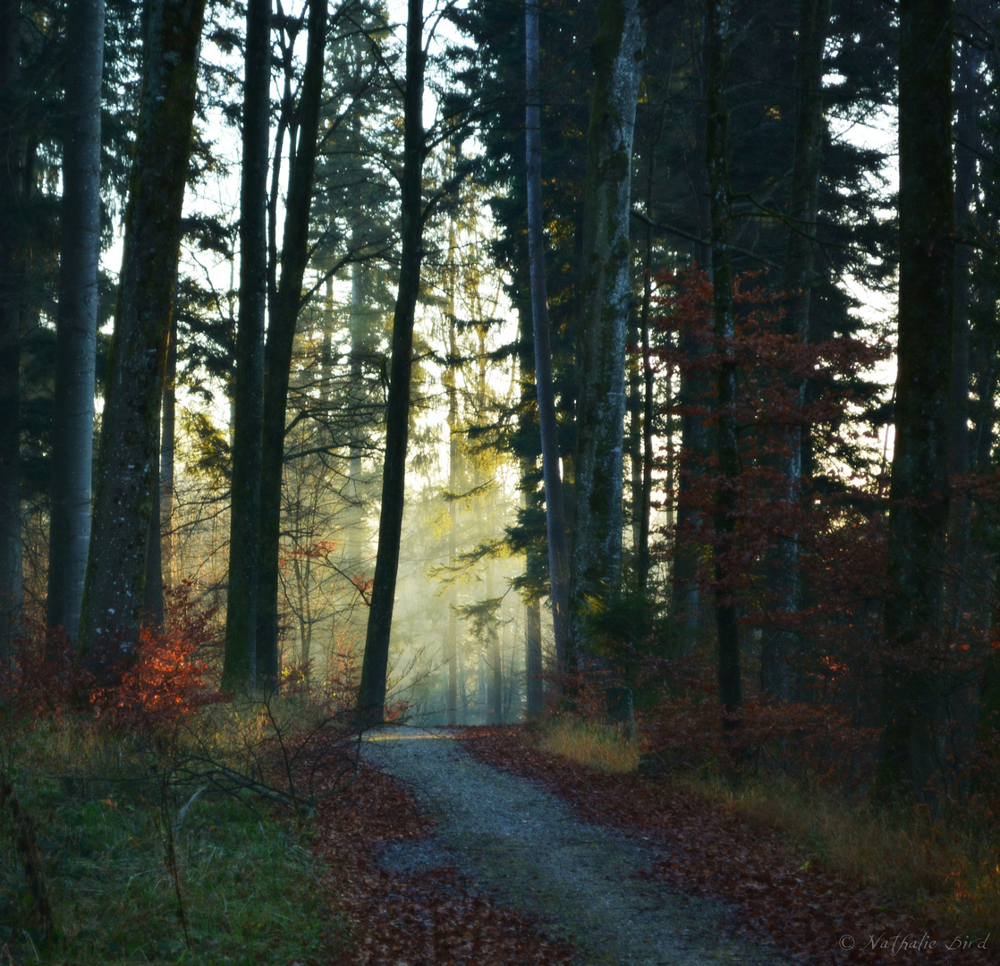 Der besondere Waldweg