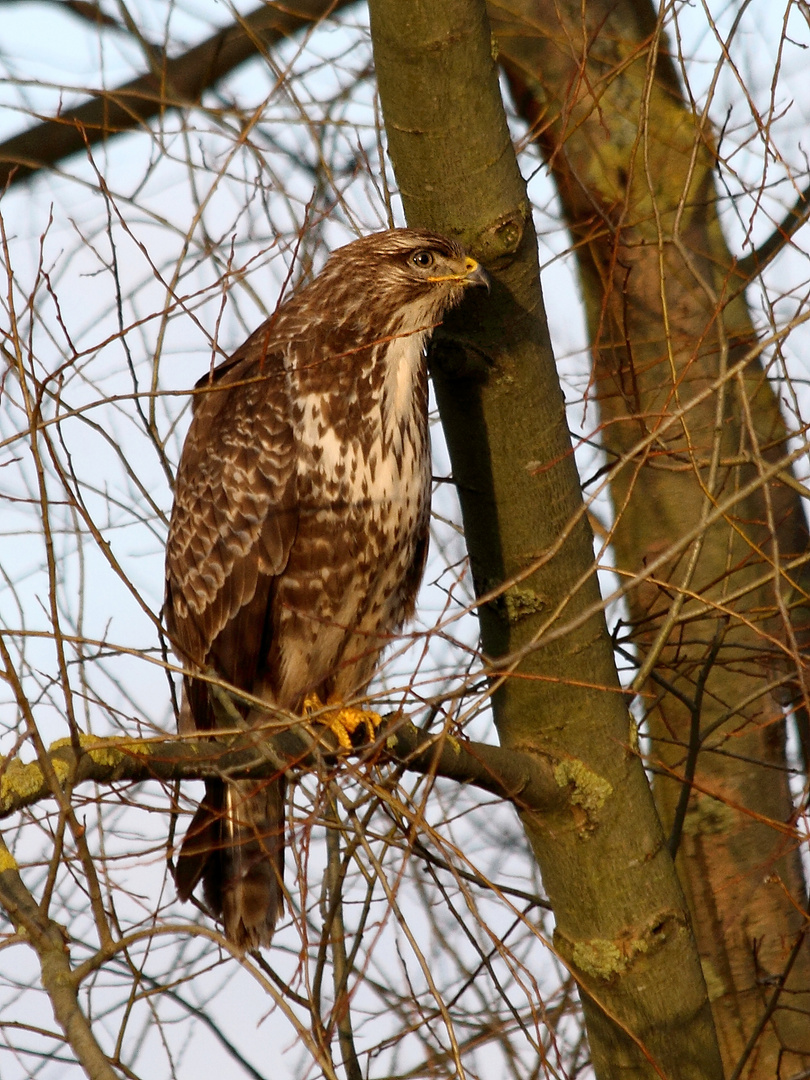 der bessere Bussard