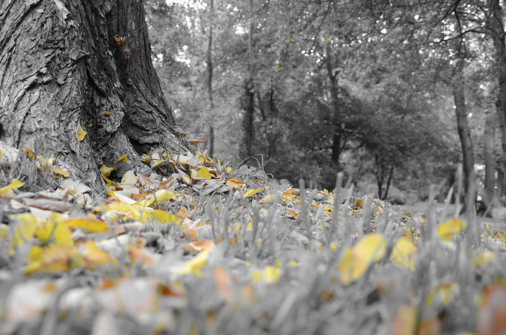 ...der beständige Baum...