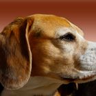 Der beste Beagle der Welt !!!