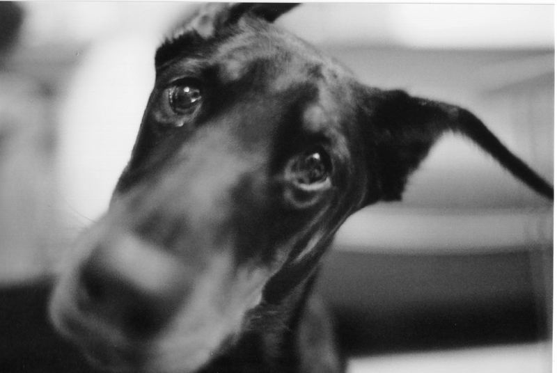 Der beste Freund des Menschen! Foto & Bild tiere, haustiere, hunde Bilder auf