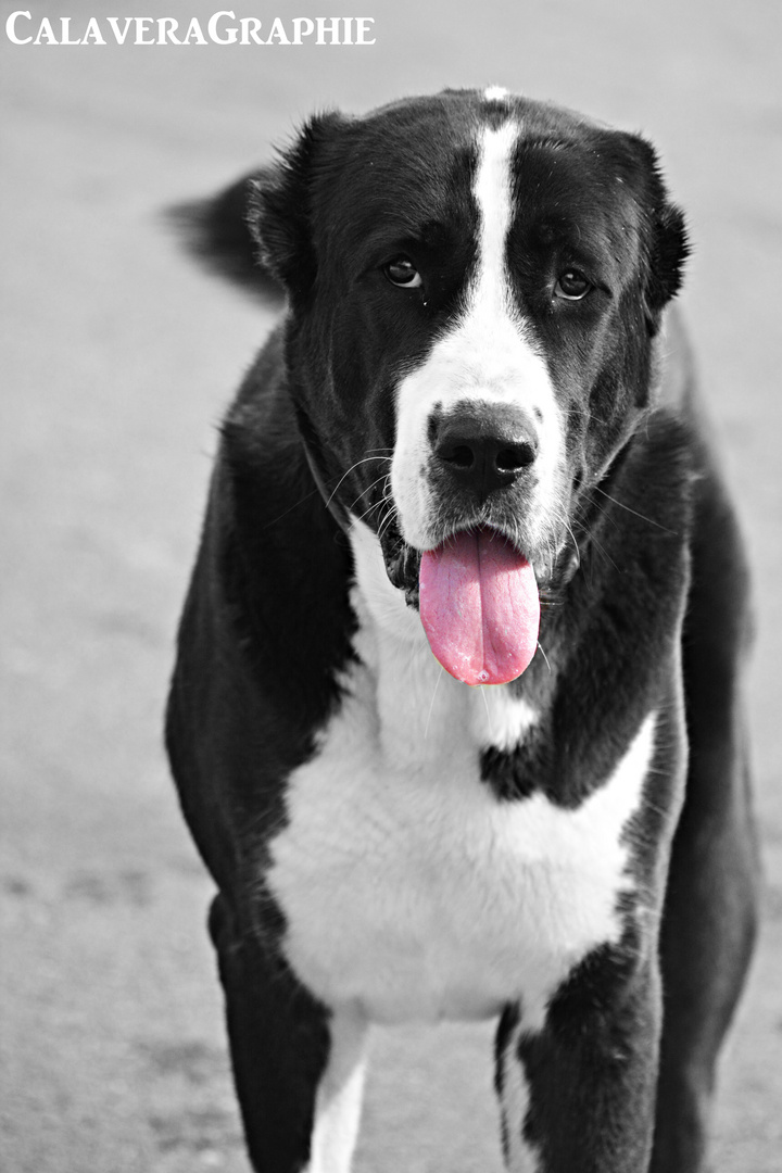Der Beste Freund des Menschen Foto & Bild tiere, haustiere, hunde Bilder auf