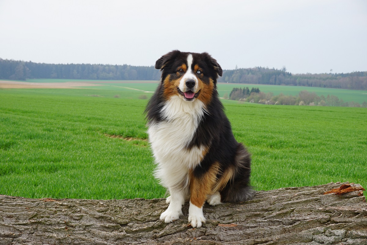 der beste Freund des Menschen Foto & Bild hunde, natur, tiere Bilder auf