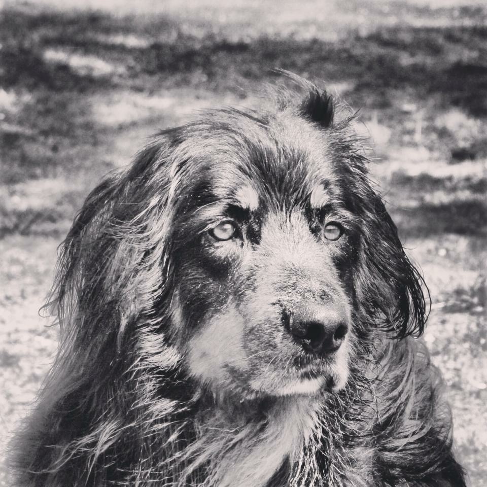Der beste Freund des Menschen Foto & Bild fotos, youth, hunde Bilder auf