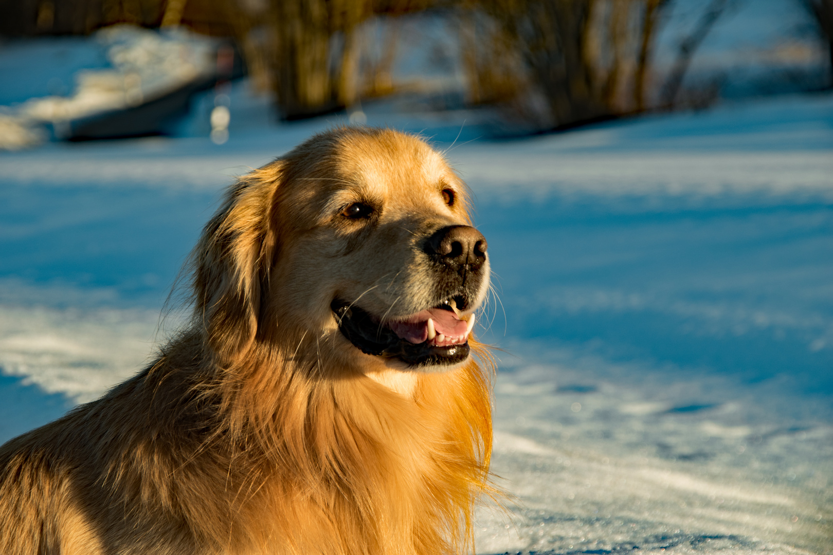 Der beste Freund des Menschen... Foto & Bild fun, outdoor, winter Bilder auf Der beste Freund des Menschen... Foto & Bild fun, outdoor, winter Bilder auf