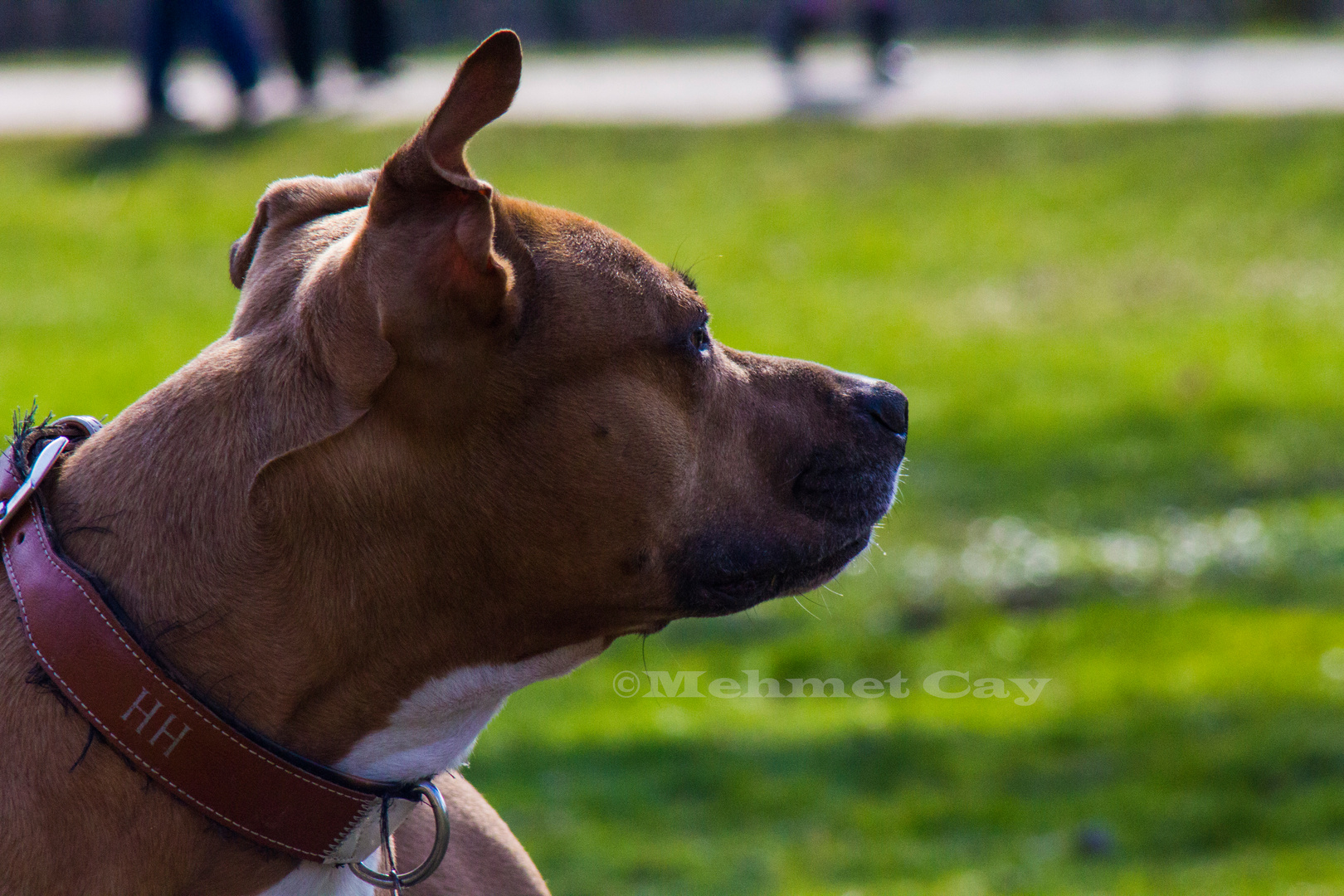 Der Beste Freund des Menschen Foto & Bild tiere, haustiere, hunde Bilder auf