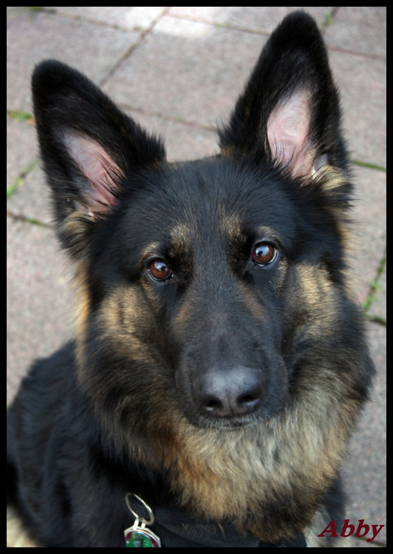 Der beste Freund des Menschen Foto & Bild tiere, haustiere, hunde Bilder auf
