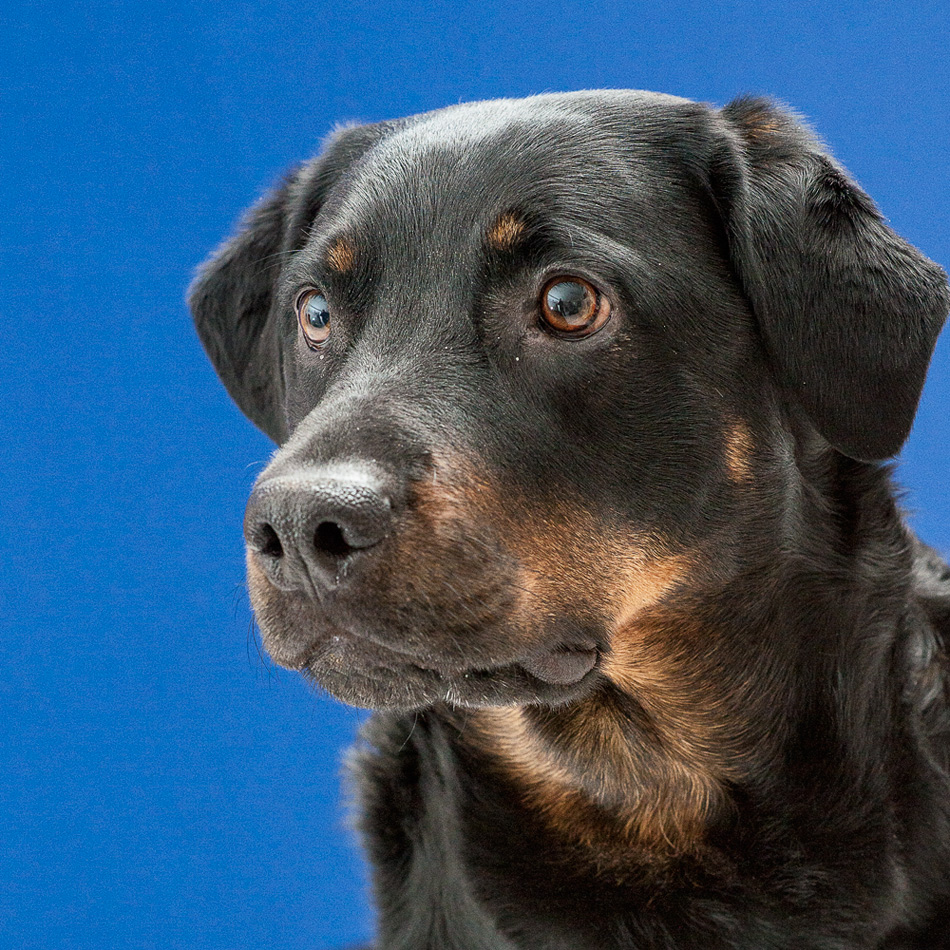Der beste Freund des Menschen Foto & Bild tiere, haustiere, hunde Bilder auf
