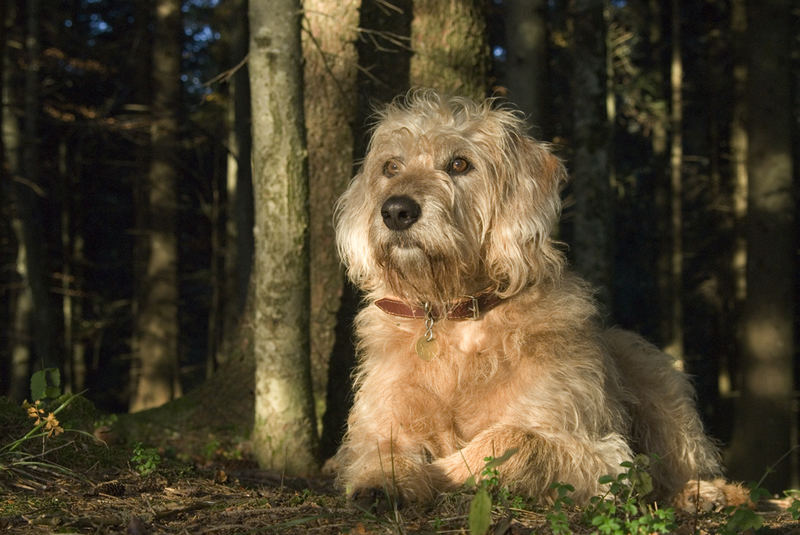 Der beste Freund des Menschen