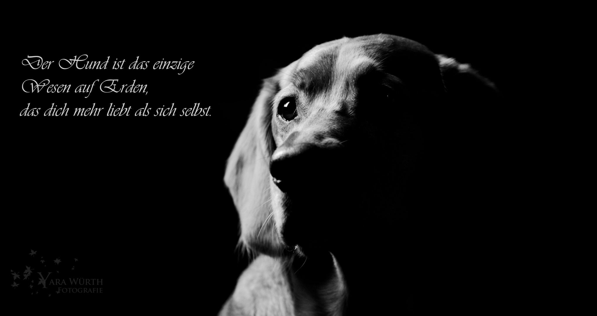 Der beste Freund...