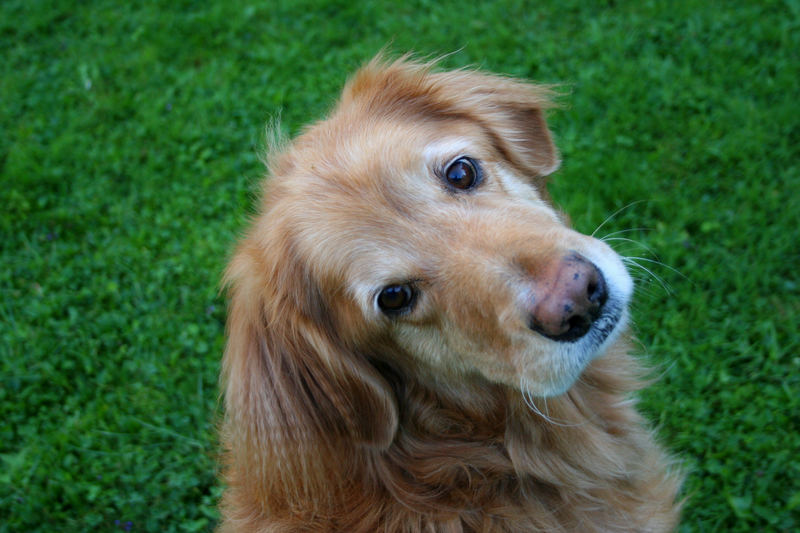 Der beste Hund der Welt ;o) 3 Foto & Bild natur, tiere, youth Bilder
