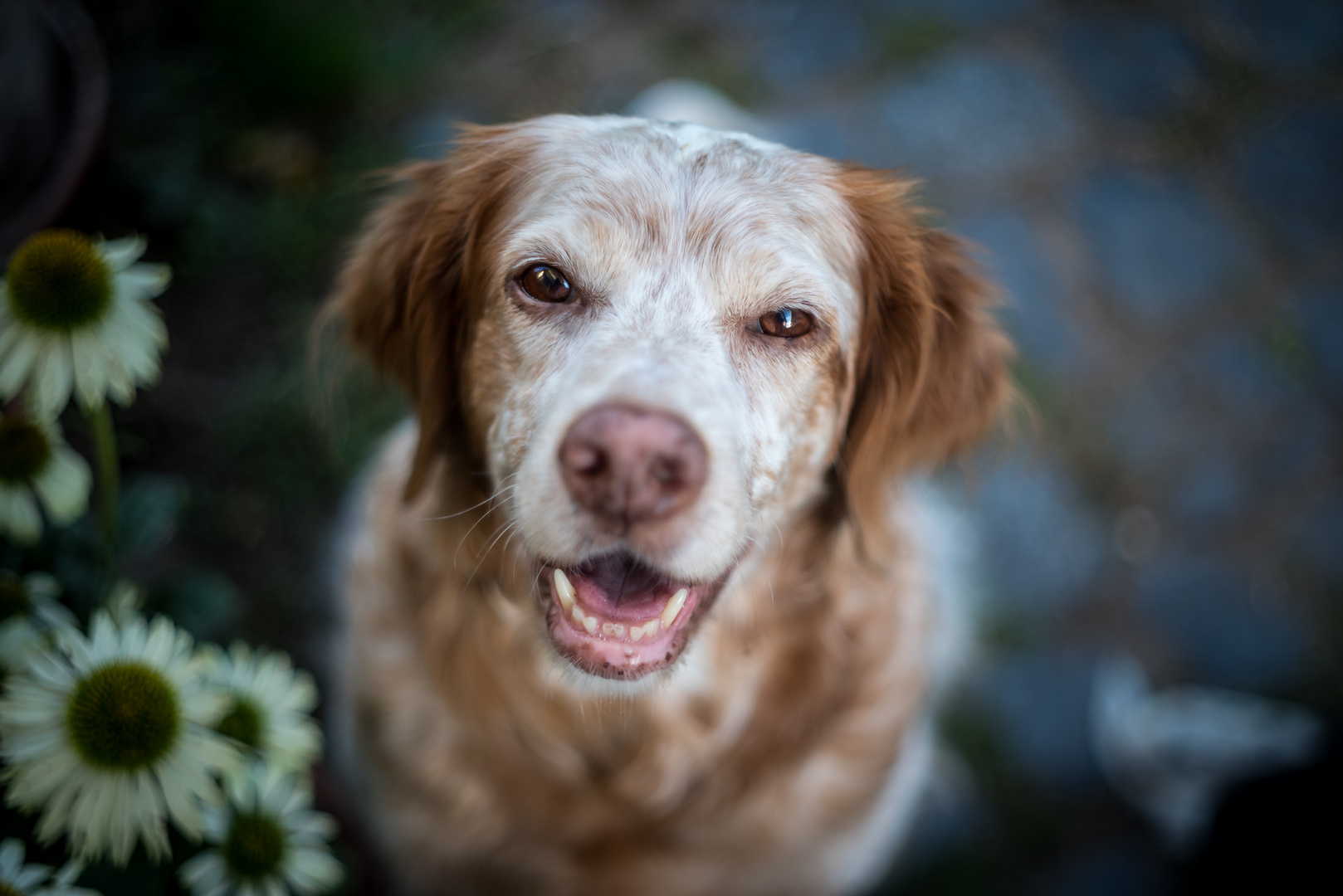 Der beste Hund der Welt The best dog in the world Foto & Bild tiere