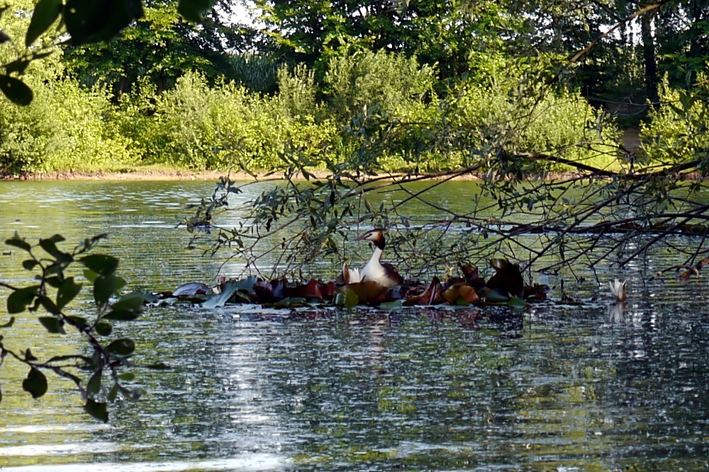 Der beste Nestplatz im See