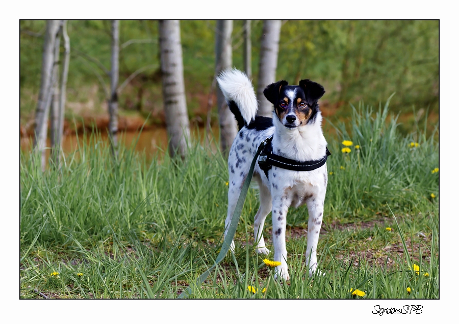 Der beste Weggefährte....Fritzi :-)