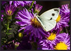 DER BESUCH