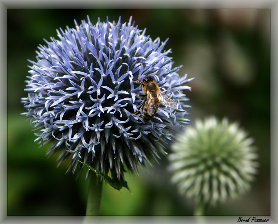 Der Besuch ...