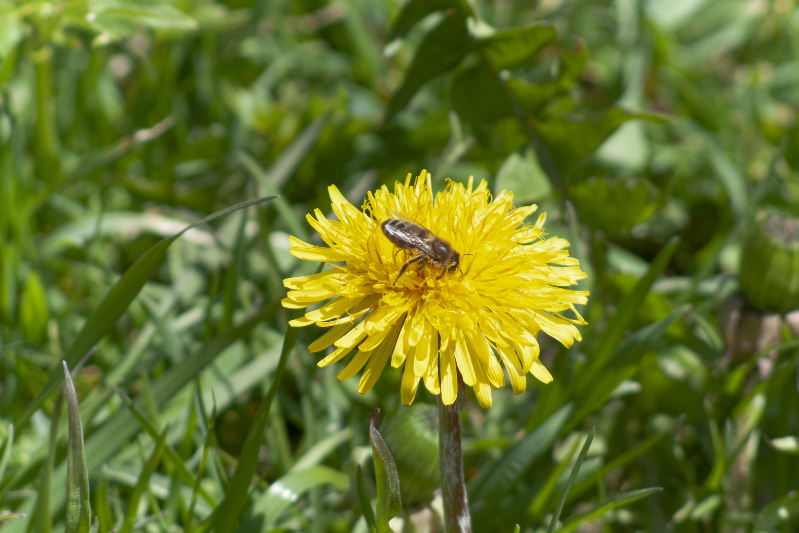 Der Besuch