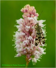 Der Besuch auf der Blüte