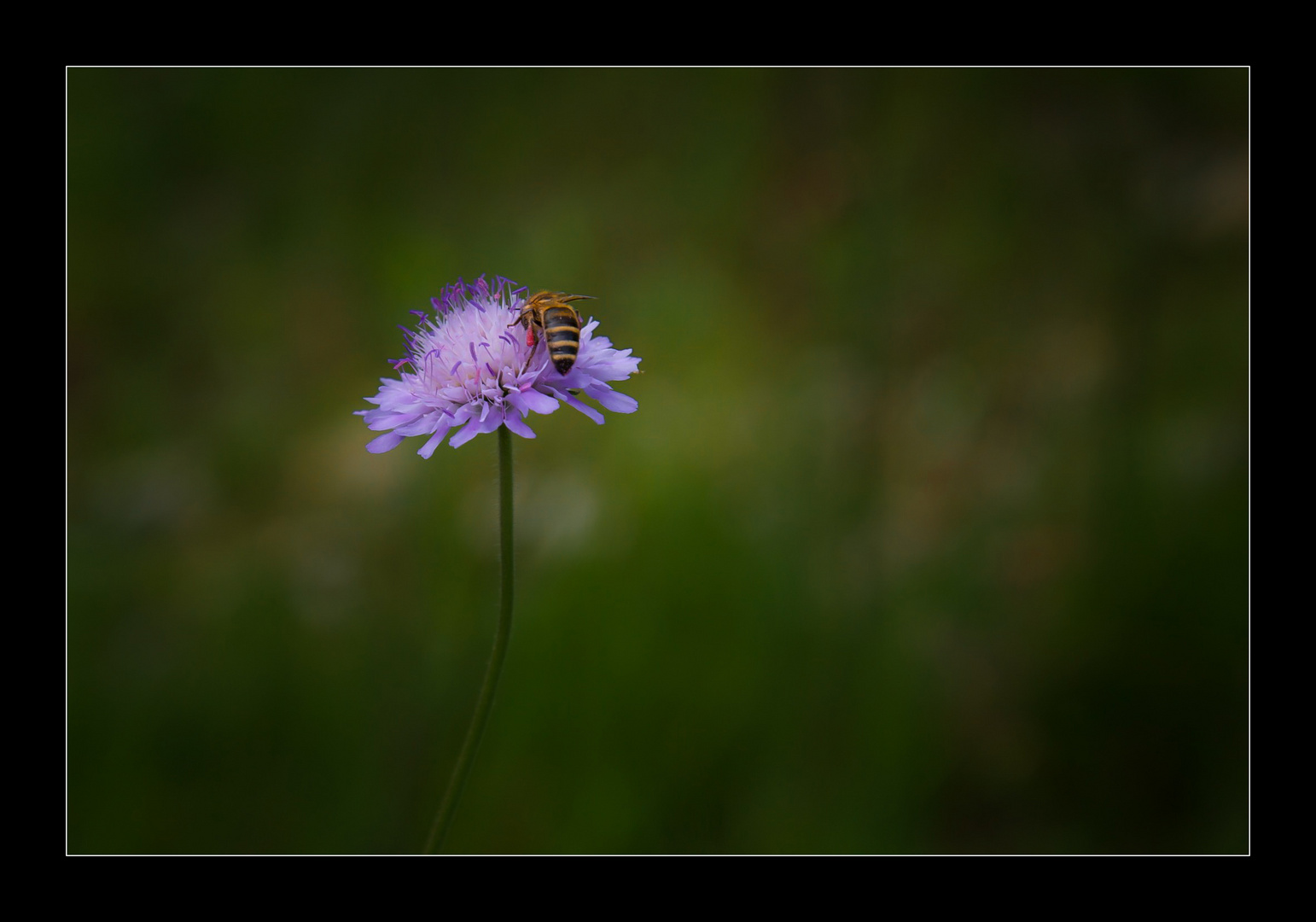 Der Besuch