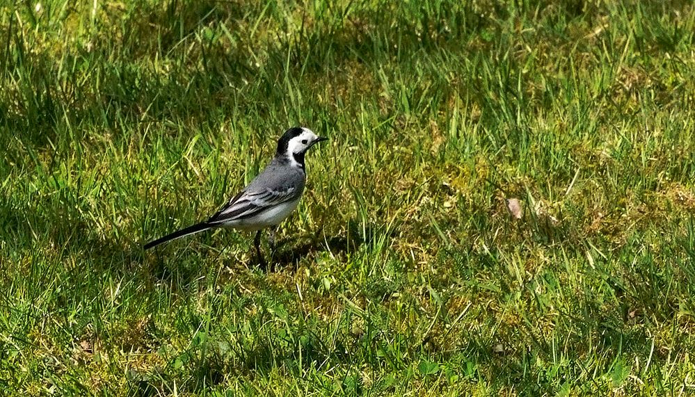 Der Besuch der Bachstelze ...