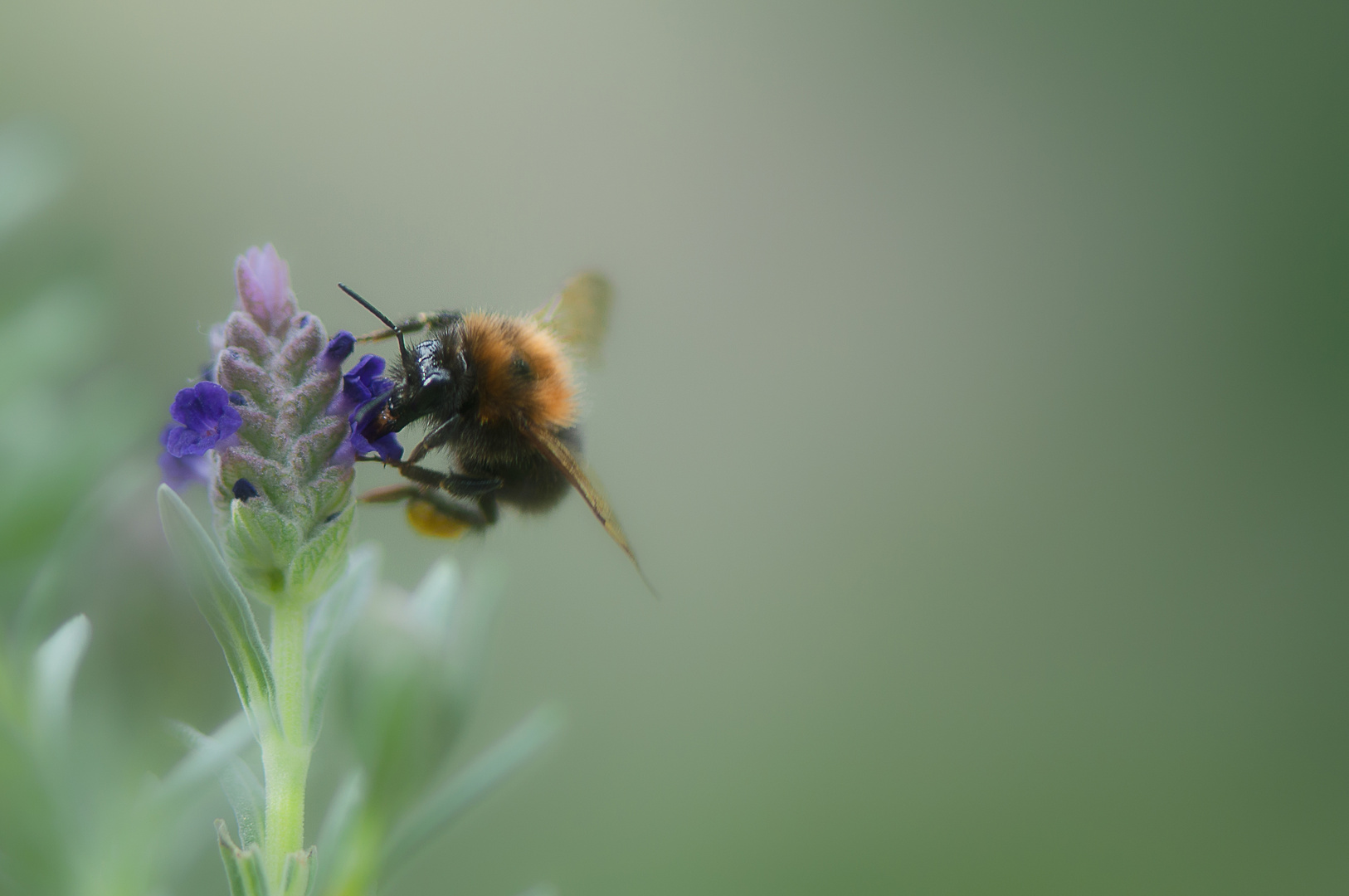 Der Besuch der dicken Hummel