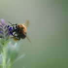 Der Besuch der dicken Hummel