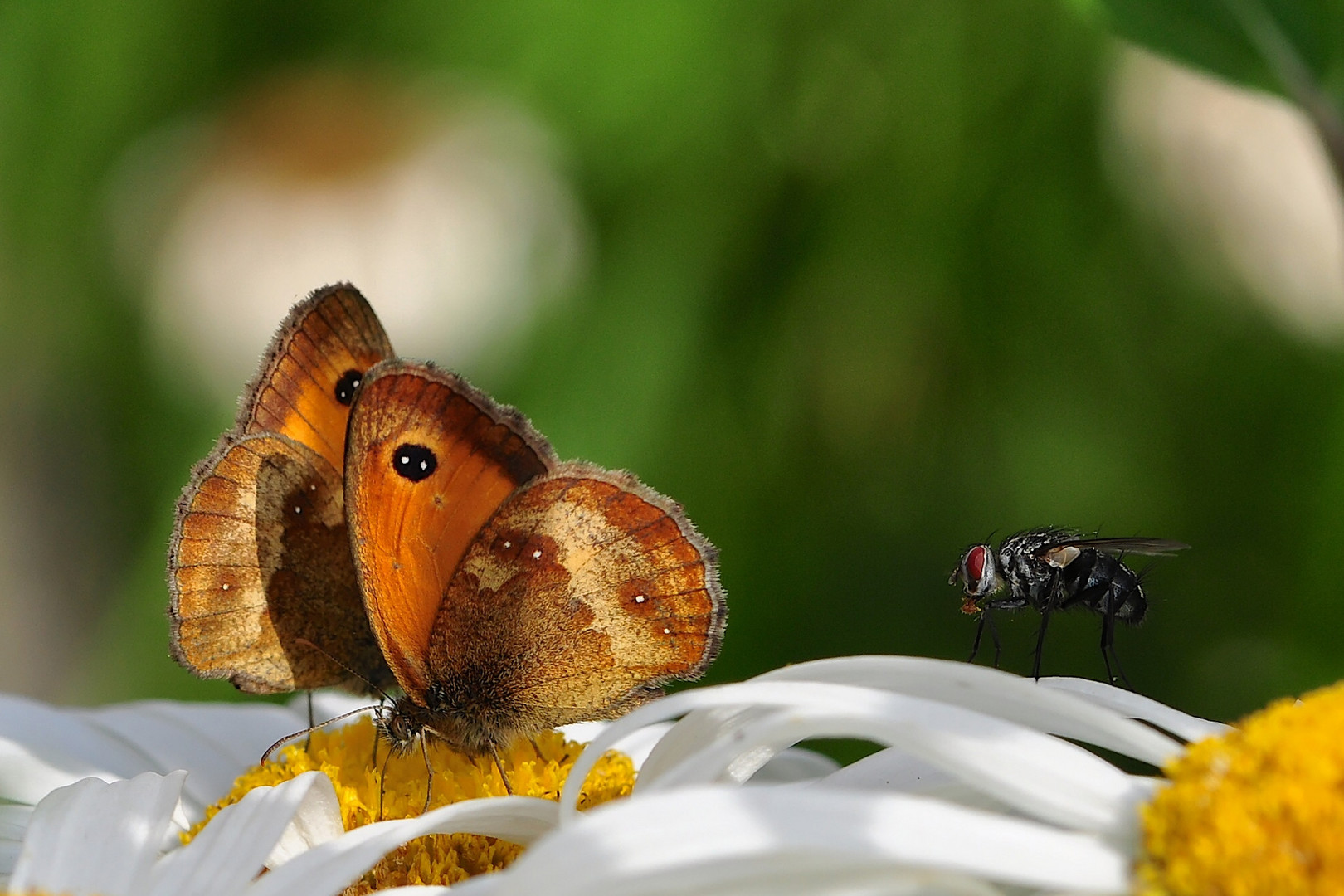 Der Besuch der Fliege!