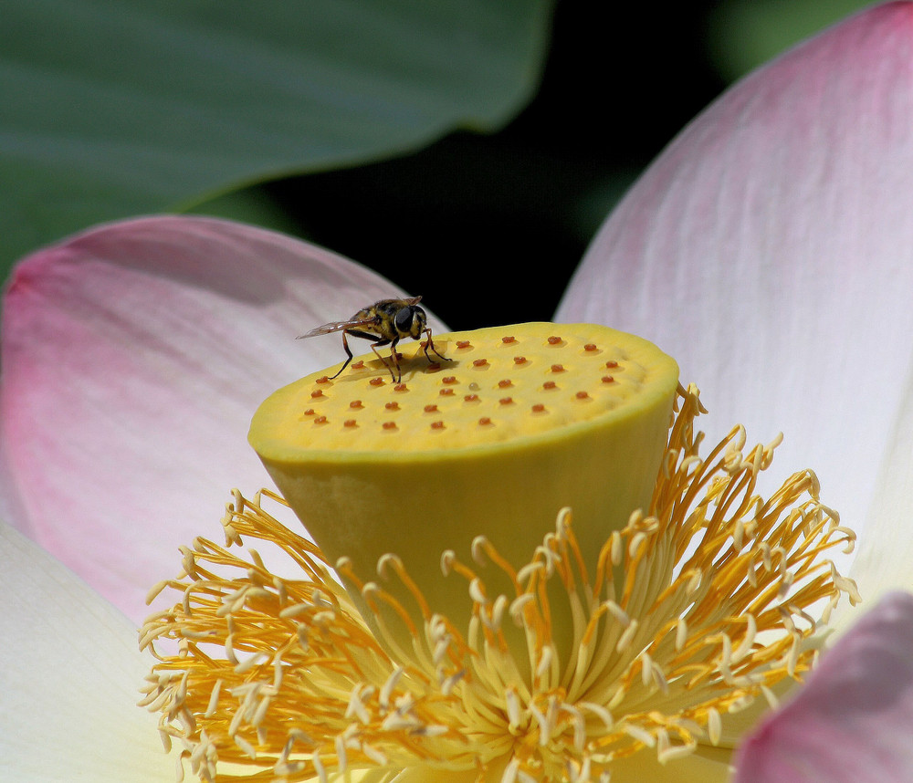 Der Besuch der Lotosblüte.......