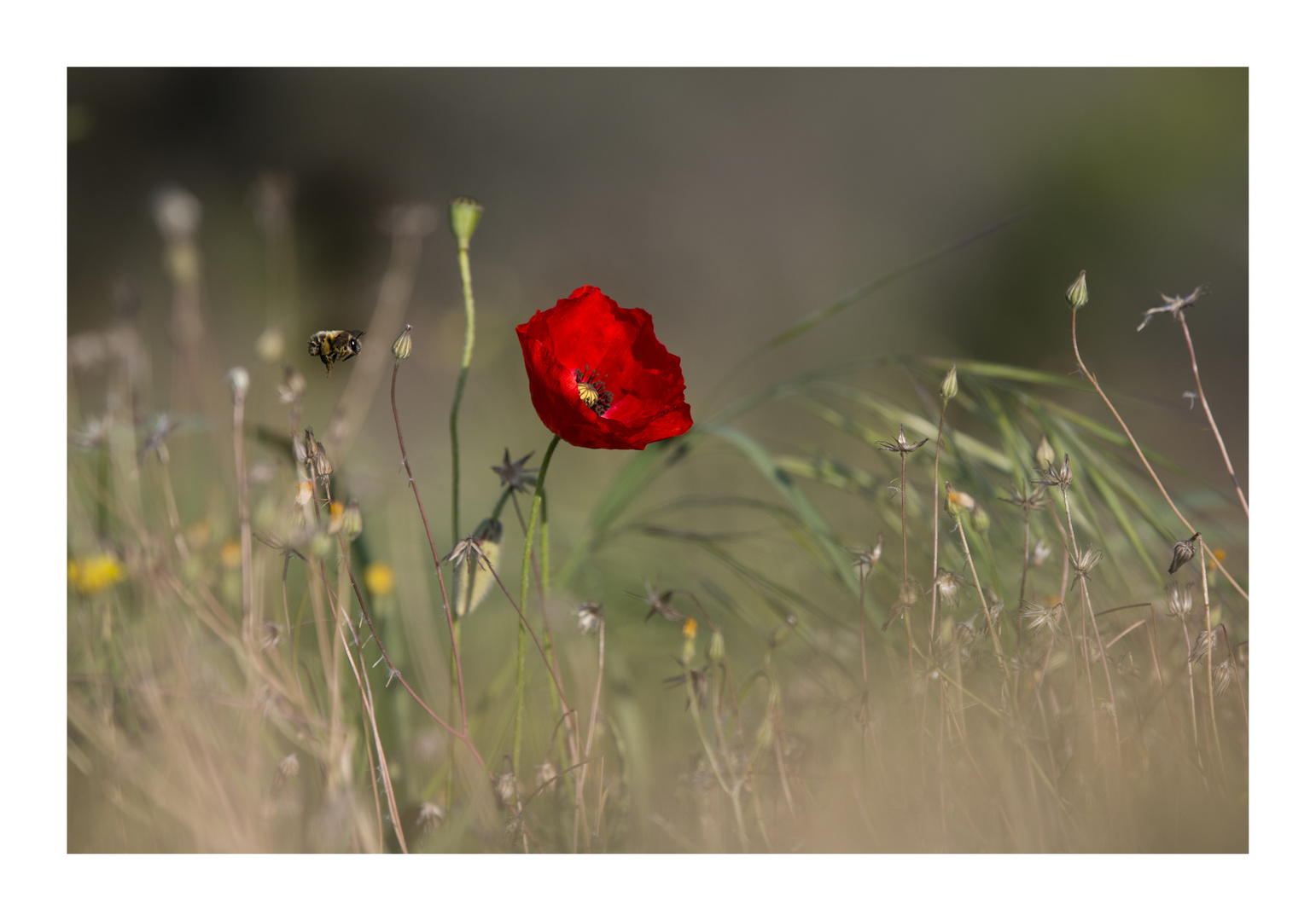 der Besuch