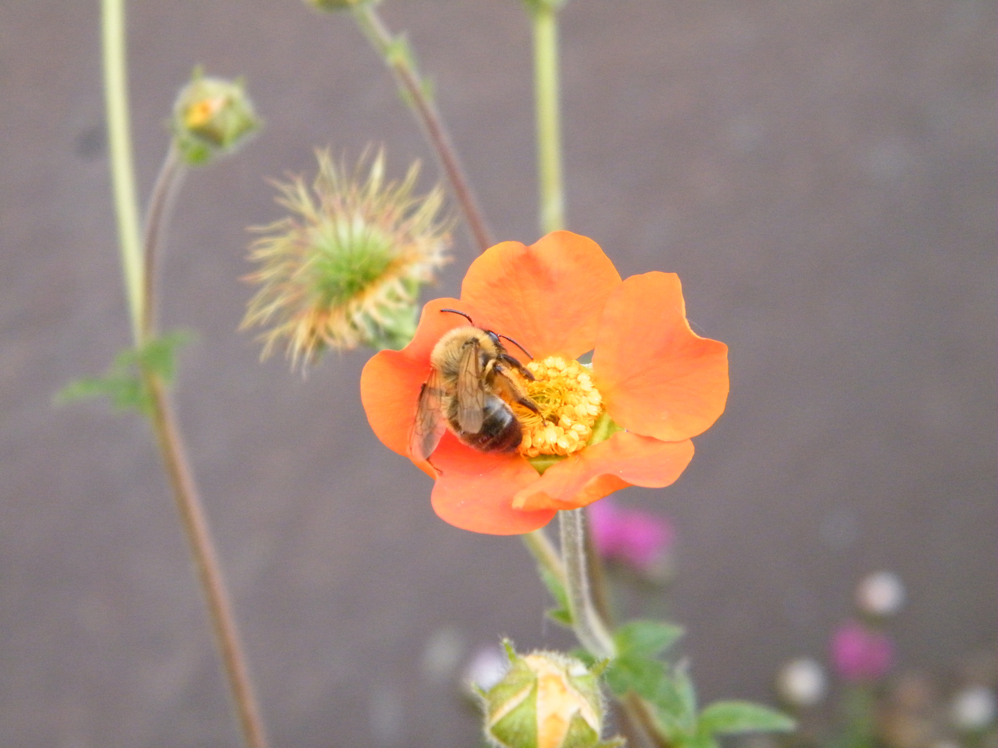 Der Besuch, einer "flotten" Biene