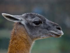 Der Besuch im Zoo......Guanako - Potrait  (Vollbild empfohlen)