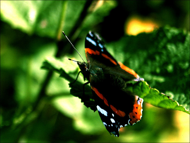 Der Besuch in meinem Garten :)