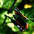 Der Besuch in meinem Garten :)