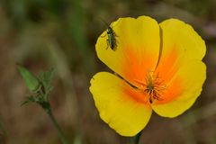 Der Besuch verlässt die Blüte