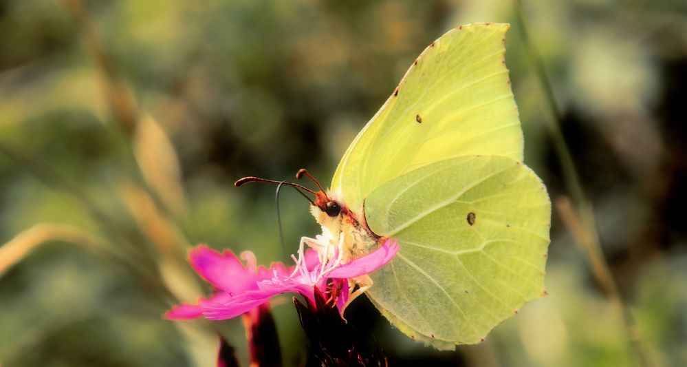 DER BESUCHER