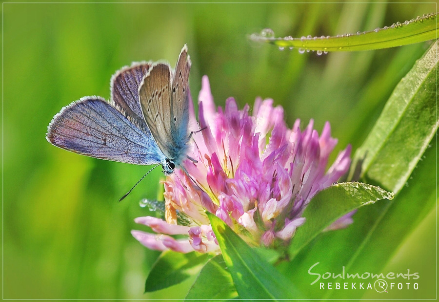 Der Besucher