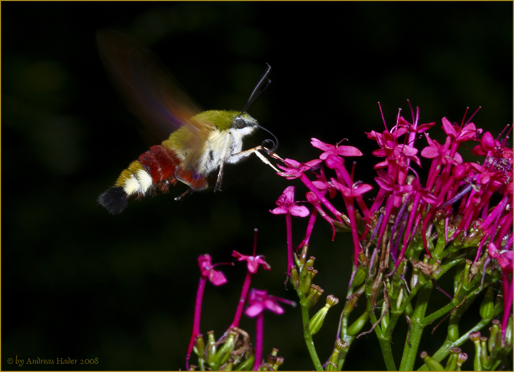 Der Besucher