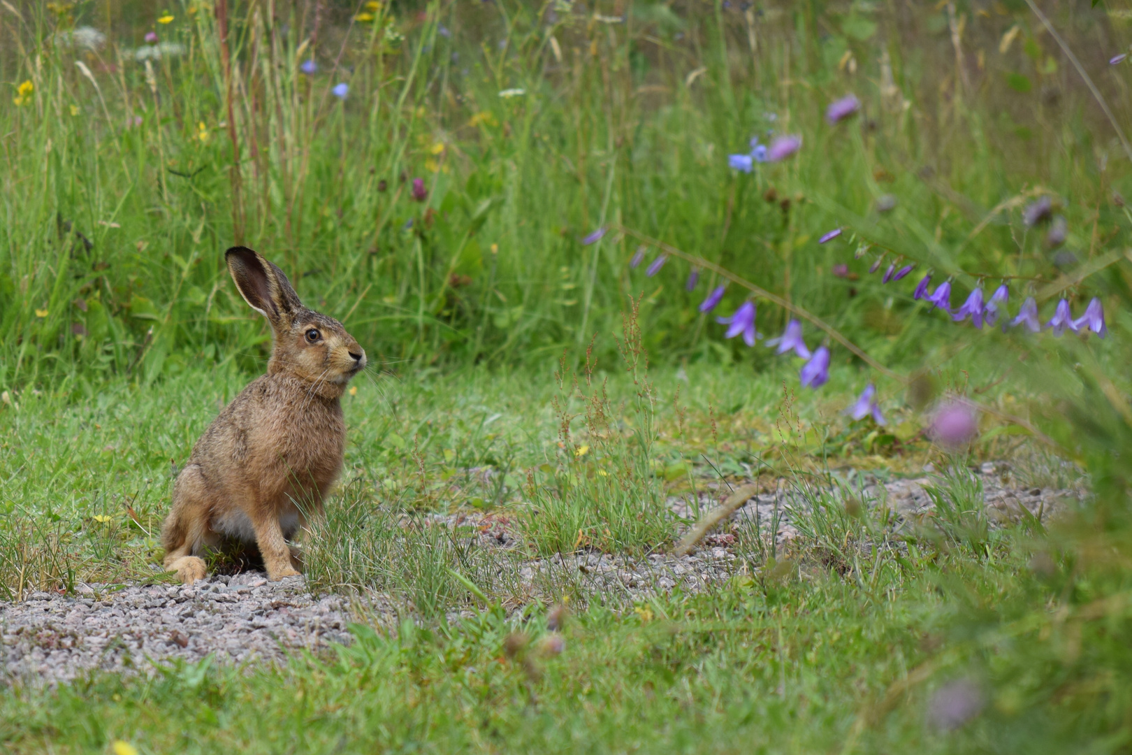 Der Besucher