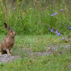 Der Besucher