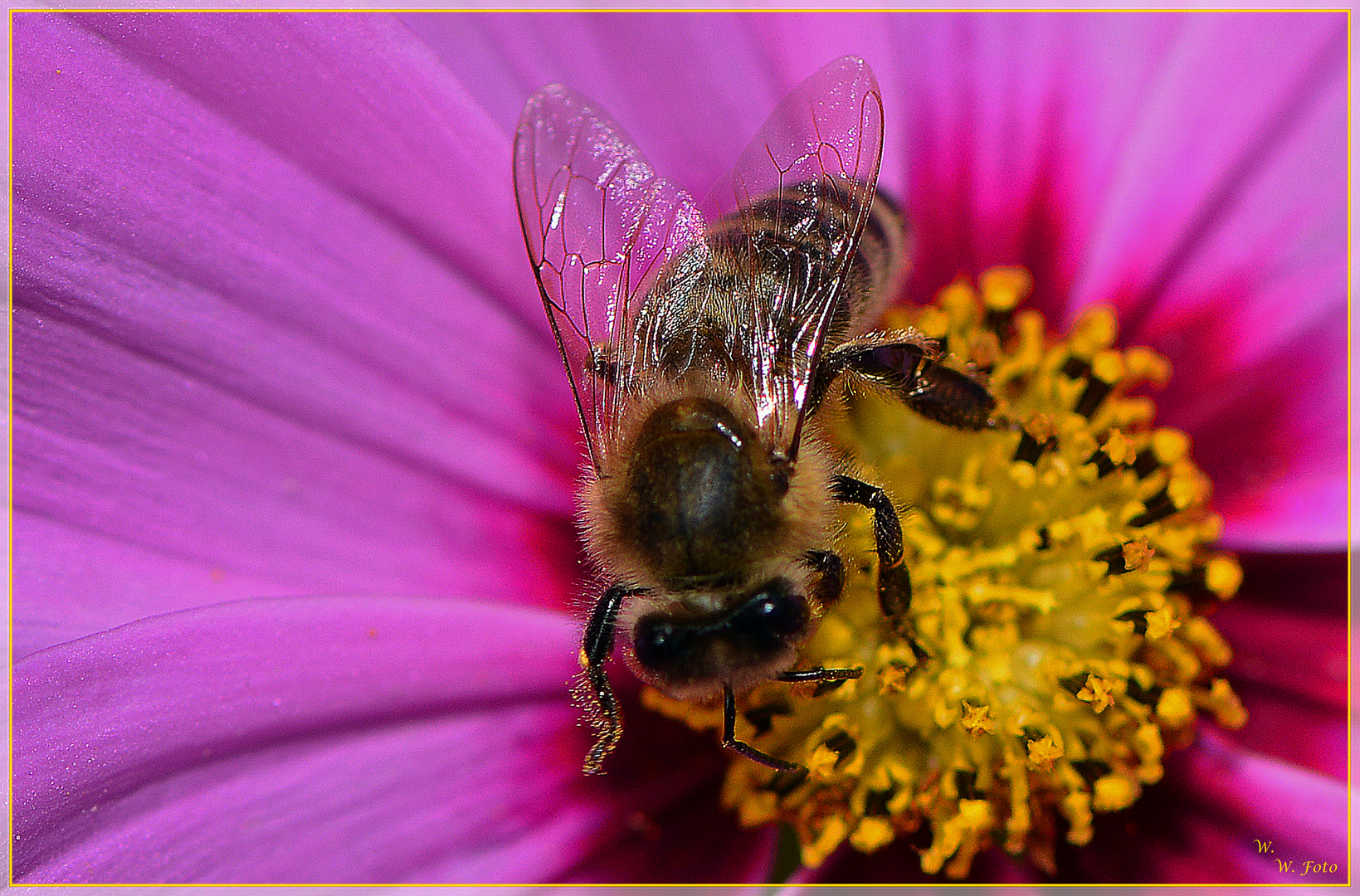 Der Besucher