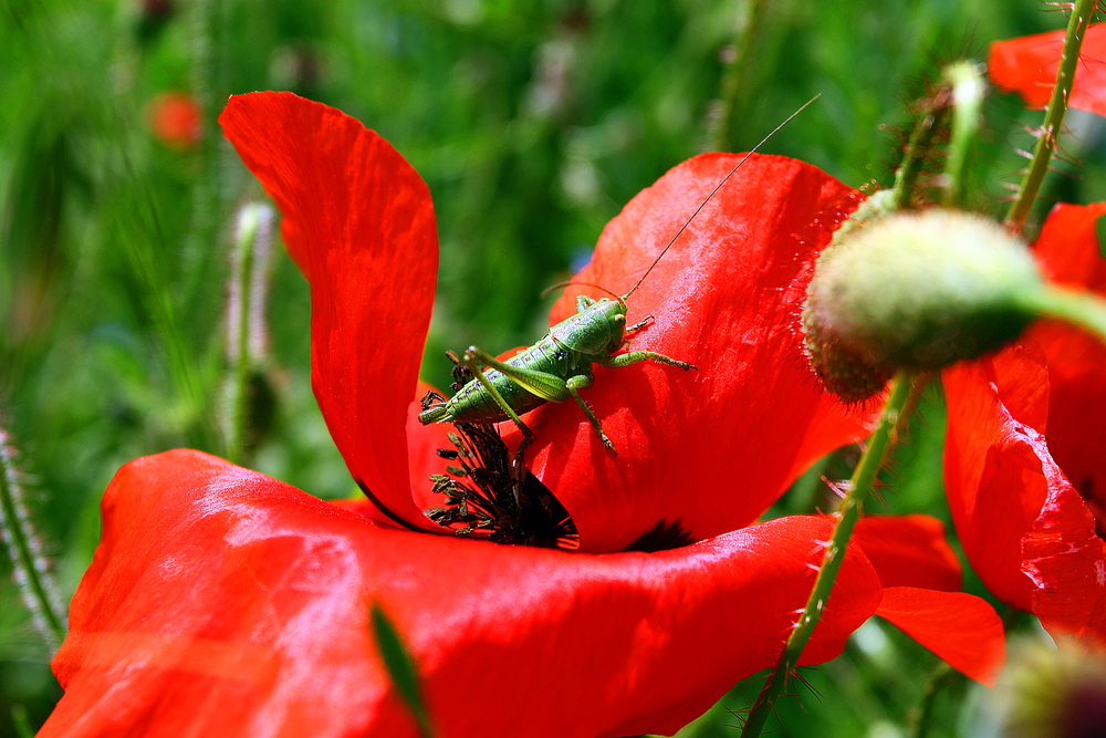 Der Besucher