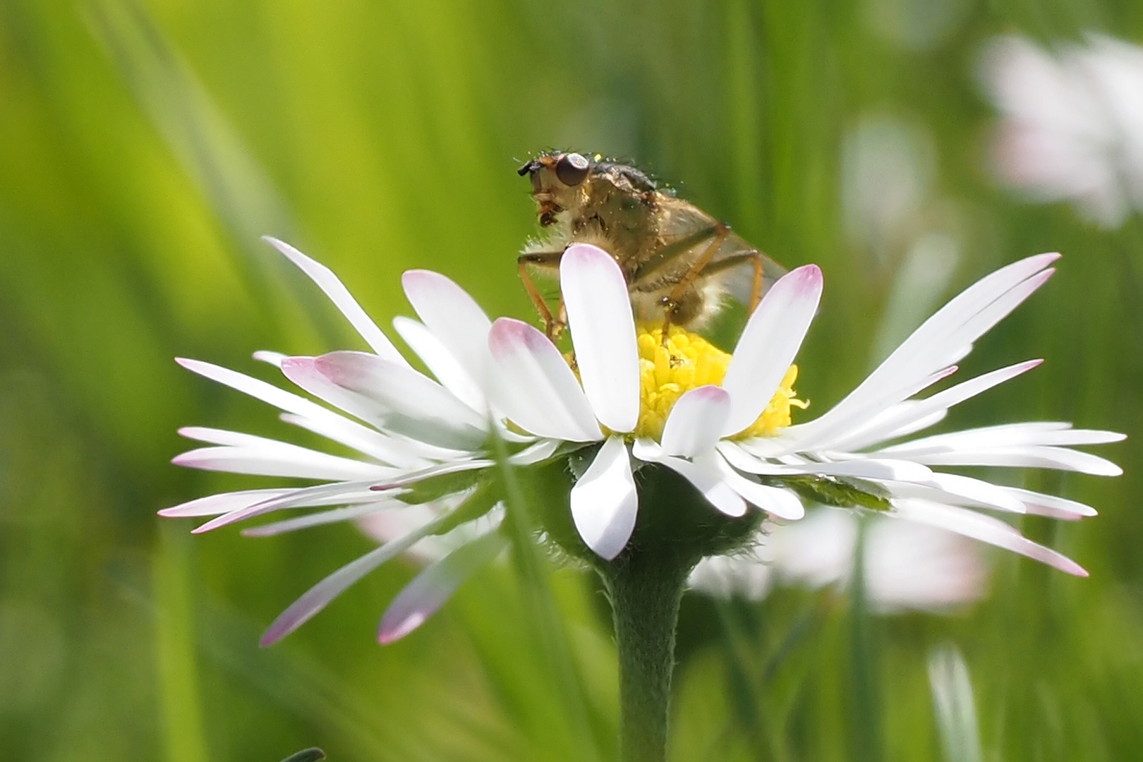 der besucher