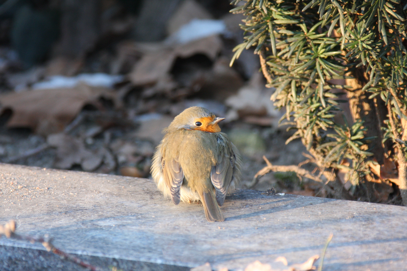 der Besucher.....