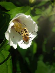 Der Besucher