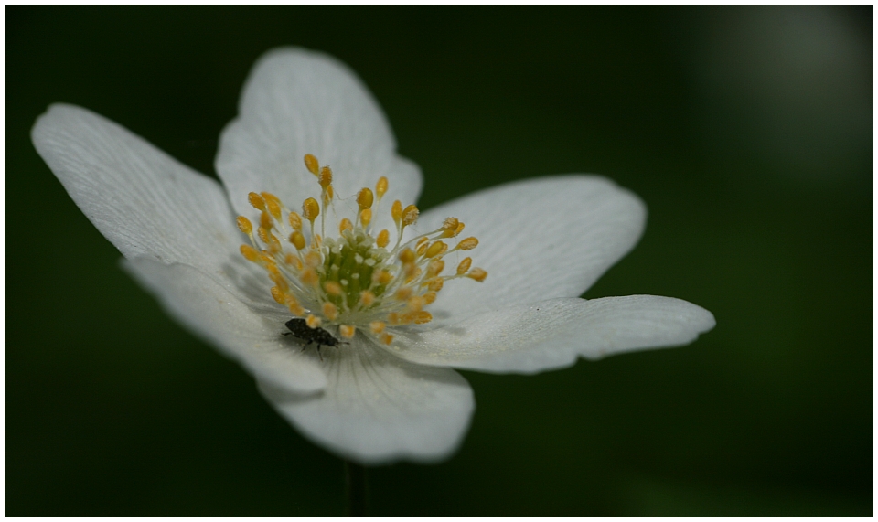 Der Besucher