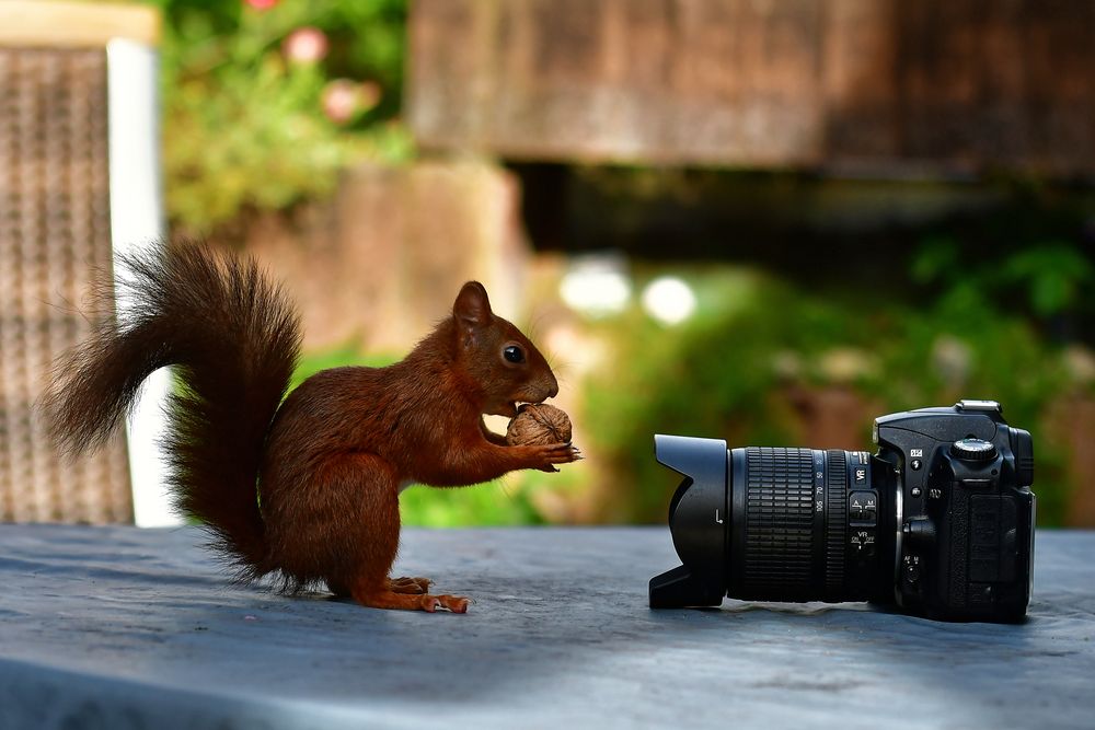 Der Besucher...