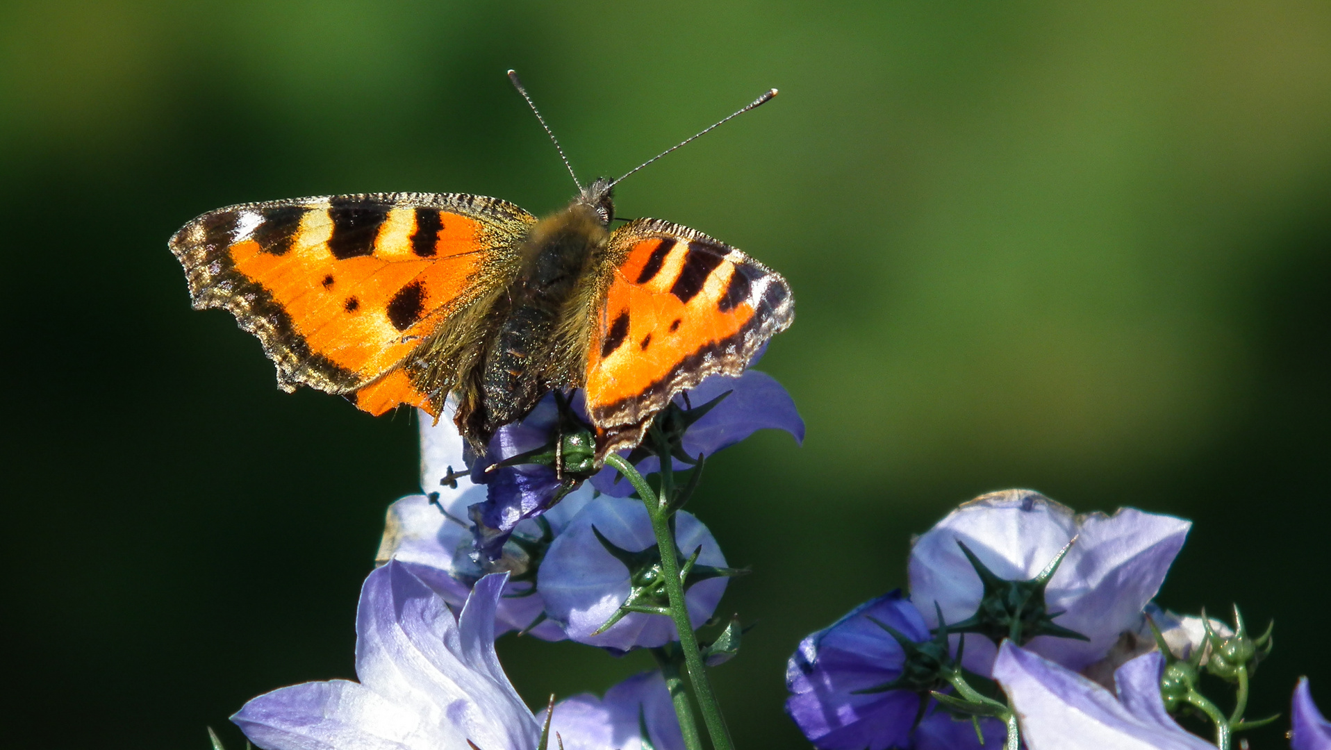 Der Besucher