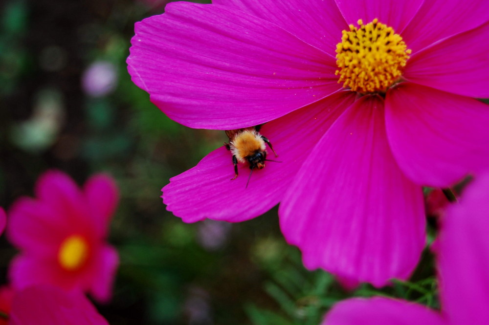 Der Besucher