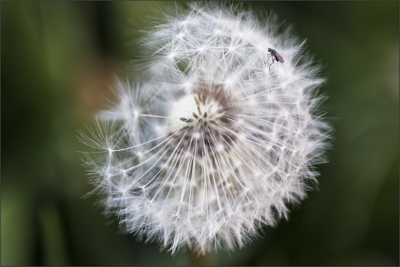 Der Besucher